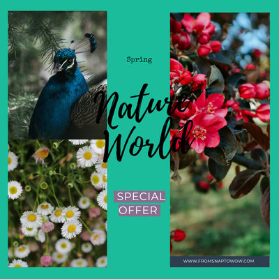 Spring Renewal Presets: 30 Desktop & 10 Mobile Lightroom Filters for Fresh, Vibrant Photos