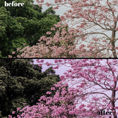 Spring Renewal Presets: 30 Desktop & 10 Mobile Lightroom Filters for Fresh, Vibrant Photos