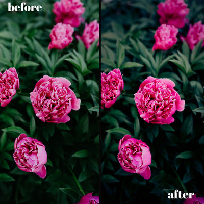 Summer Glow & Radiance: 30 Desktop & 15 Mobile Lightroom Presets for Vibrant Seasons