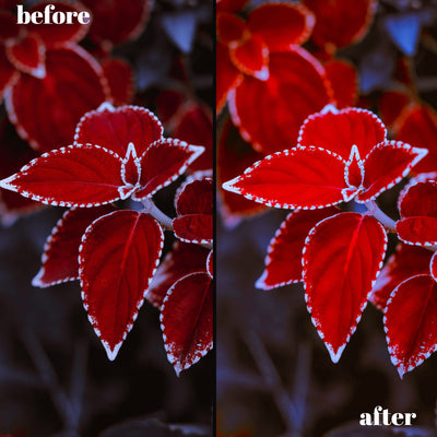 Winter Wonderland Presets: 30 Desktop; 15 Mobile Lightroom Filters for Crisp, Cool Tones